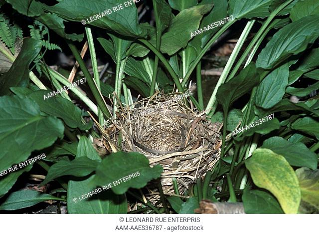 Yellowthroat Warbler Nest Maryland
