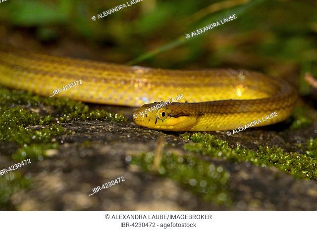 Snake (Compsophis laphystius) in the rainforest of Ranomafana National Park, Southern Highlands, Madagascar