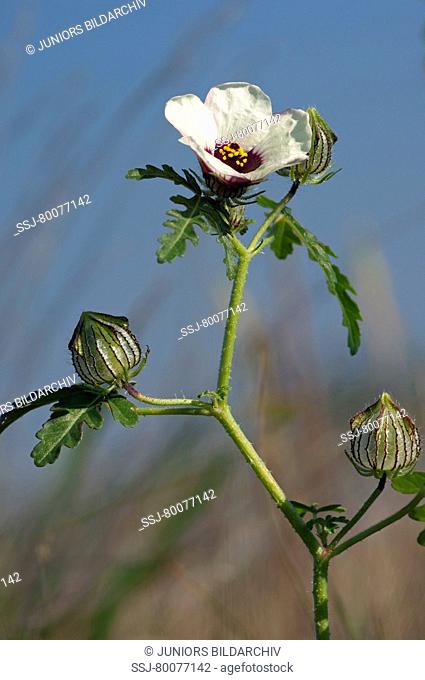 DEU, 2010: Flower-of-an-Hour (Hibiscus trionum), flowering twig