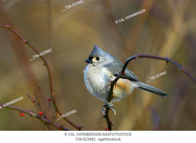 A Tufted Titmouse (Parus bicolor) perched on a rose bush on a cold December day in New York City's Central Park. USA