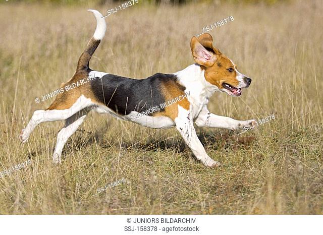 Beagle dog - running on a meadow