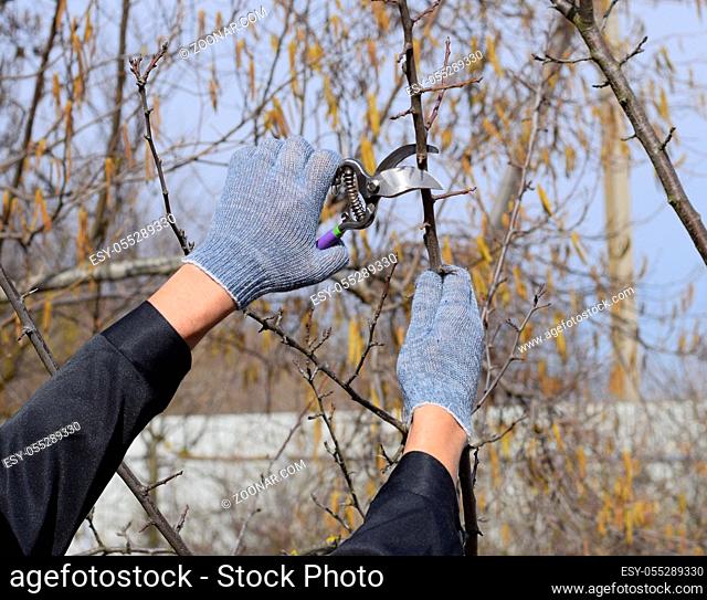 Pruning prunus pruning shears. Trimming the tree with a cutter. Spring pruning of fruit trees