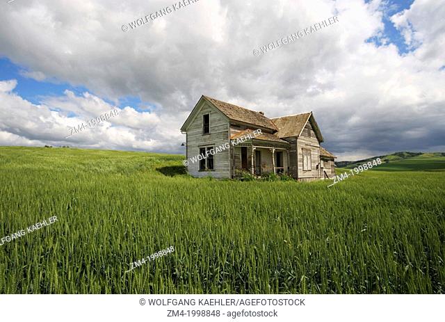 USA, WASHINGTON STATE, PALOUSE COUNTRY NEAR PULLMAN, ABANDONED FARM HOUSE IN WHEAT FIELD, CUMULUS CLOUDS