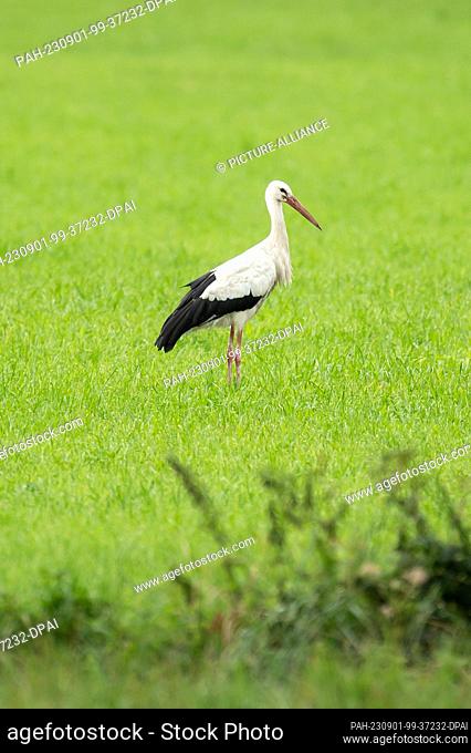 01 September 2023, Baden-Württemberg, Donaueschingen: A stork stands on a meadow near Donaueschingen. After a partly autumnal beginning of September