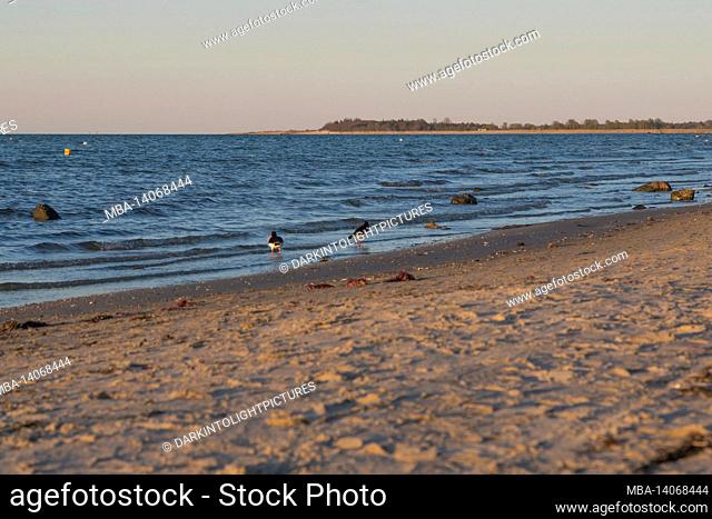 oystercatchers looking for food as the sun sets on laboe beach