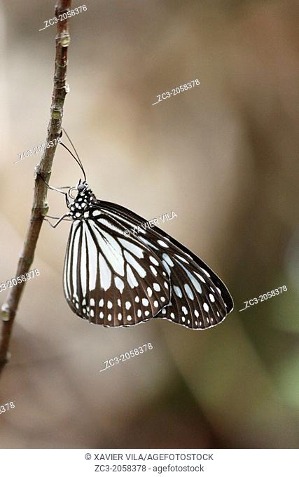 Butterfly, Paulau Perhentian Kecil Island, Terengganu, Malaysia