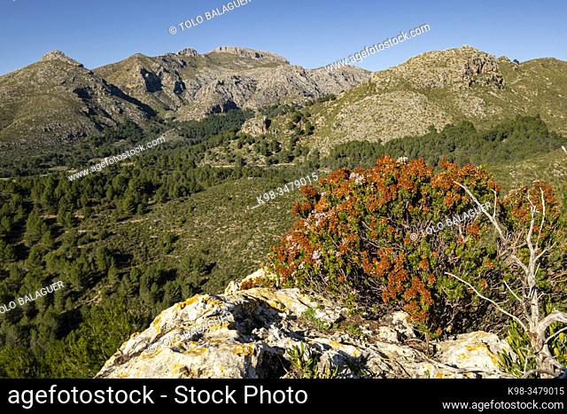 Mola de s'Esclop, 926 metros de altura, Sierra de Tramuntana, Mallorca, Balearic Islands, Spain