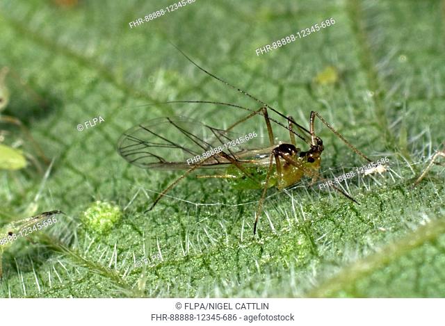 Stinging nettle aphid, Microlophium carnosum, winged alate on a stinging nettle leaf