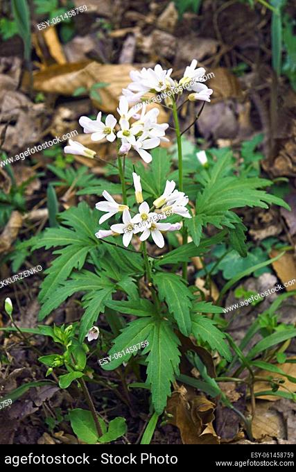 Cutleaf toothcup (Cardamine concatenata). Called Cutleaved toothwort, Crow's toes, Pepper root and Purple-flowered toothwort also