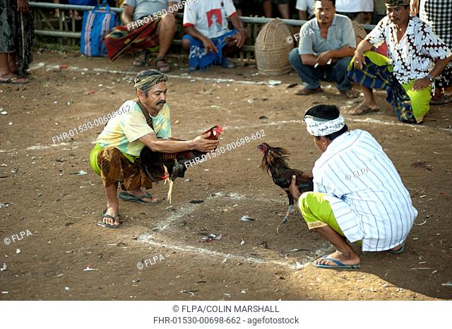 Domestic Chicken, Gamecock, fighting cocks held by owners prior to fight at Siat Sampian coconut leaf war festival, Pura temple Samuan Tiga, Ubud, Bali
