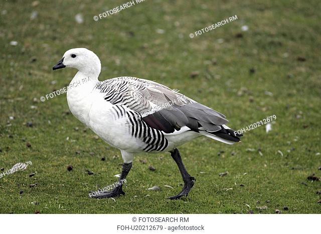 waterfowl, upland, islands, falkland, goose, male