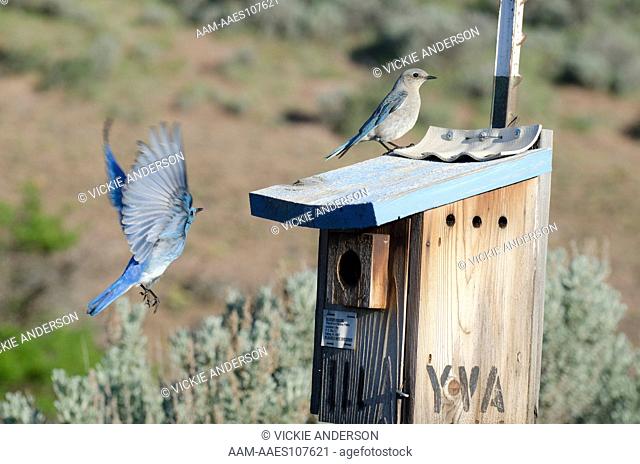 Mountain Bluebird, Sialia currucoides, pair, Eastern Washington
