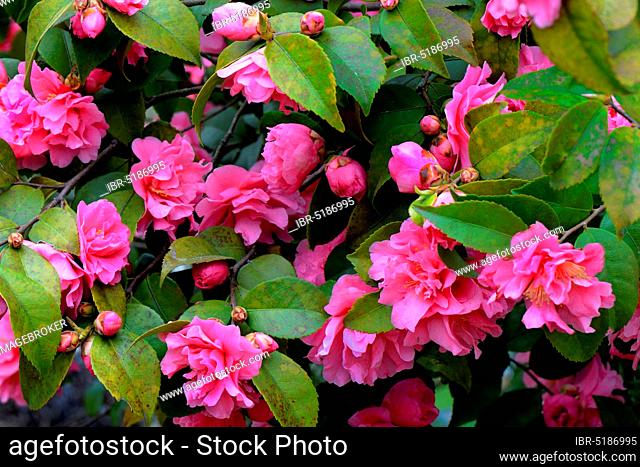 Japanese camellia (Camellia japonica) Fragant Pink x reticulata