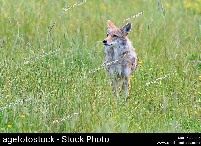 Kojote (Canis latrans), in meadow