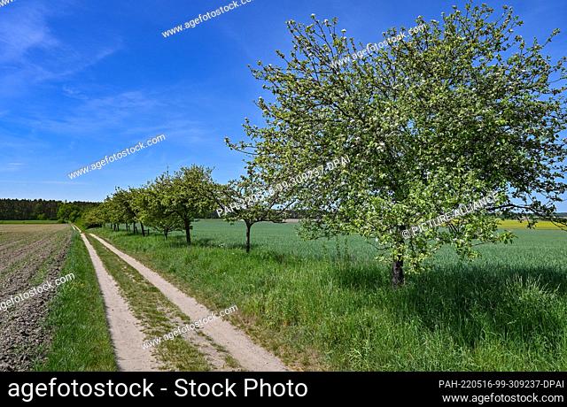 16 May 2022, Brandenburg, Buckow: A country lane with blossoming fruit trees in the Märkische Schweiz Nature Park. On May 24, 1909