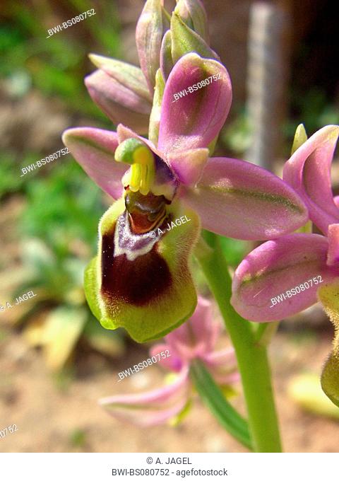 Sawfly orchid (Ophrys tenthredinifera), blossoms, Spain, Balearen, Majorca