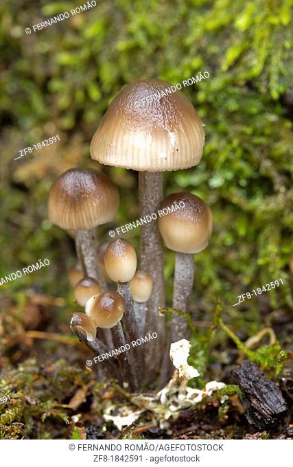 Mushroom group at Lousã Mountain, Portugal