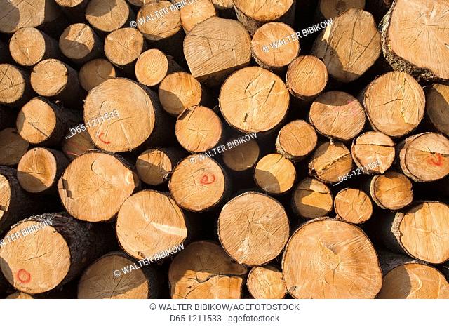 Latvia, Northeastern Latvia, Vidzeme Region, Gauja National Park, Dikli, freshly cut timber