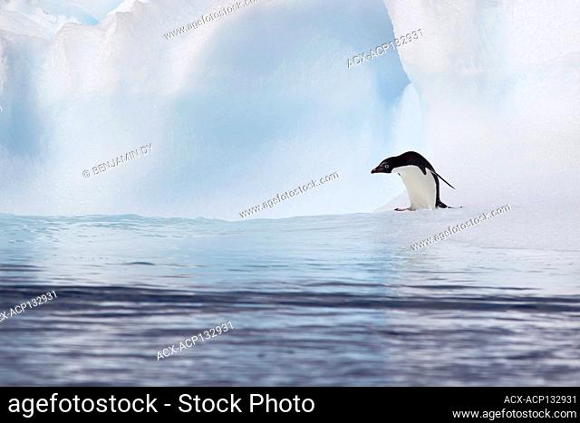 Adelie Penguin, Antarctic peninsula