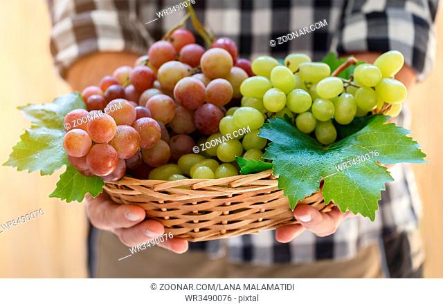 Farmers hands holding pink and white grapes autumn harvest