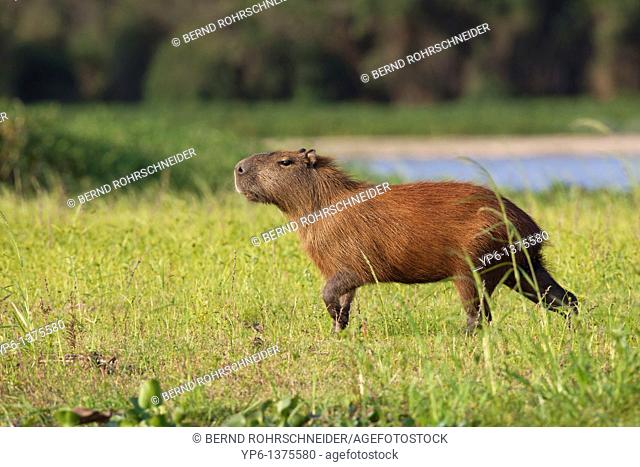 Capybara Hydrochoerus hydrochaeris in evening light, Pantanal, Brazil