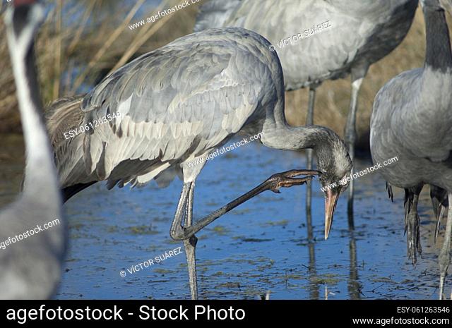 Common crane (Grus grus). Juvenile scratching. Gallocanta Lagoon Natural Reserve. Aragon. Spain