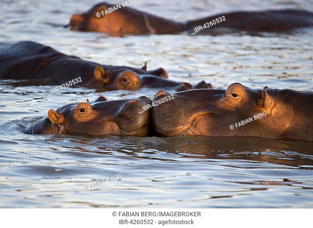 Hippos (Hippopotamus amphibius), playing young, iSimangaliso Wetland Park, South Africa