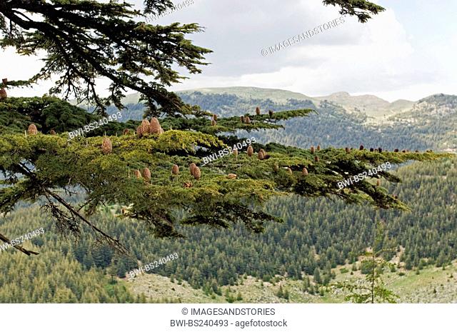 cedar of Lebanon Cedrus libani, in Taurus mountains, Turkey, Taurus