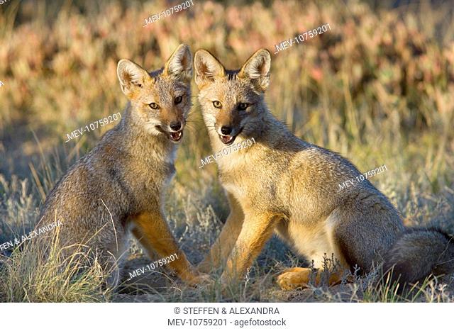 Two young Patagonian foxes sitting side by side looking into the camera during a break in their play (Pseudalopex griseus)