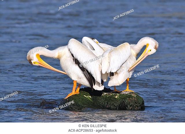 American White Pelicans preening on a rock. Red River, Lockport, Manitoba, Canada