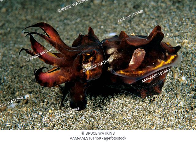 Flamboyant Cuttlefish (Metasepia pfefferi), N. Sulawesi, Indonesia