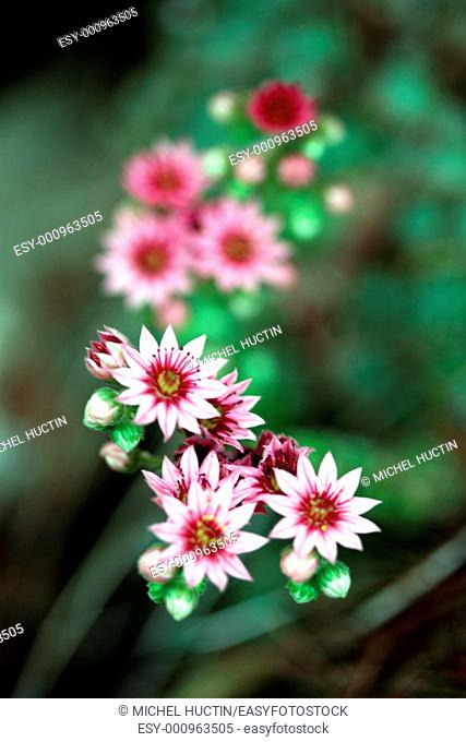 flowers Joubard or Jupiter&39, s beard, Sempervivum tectorum = Botany is a succulent family Crassulaceae