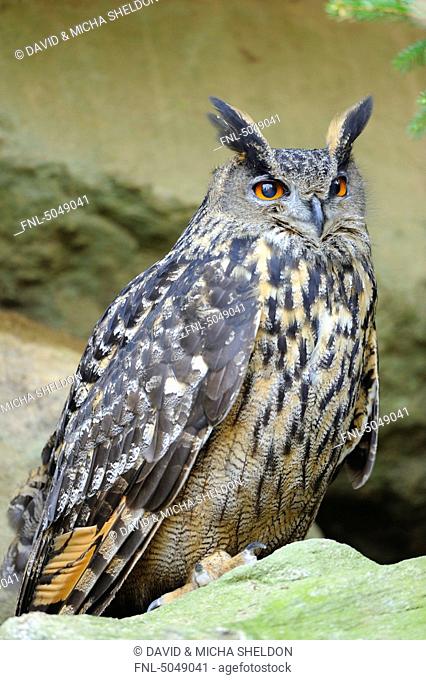 Eagle-owl Bubo bubo in Bavarian Forest National Park, Bavaria, Germany
