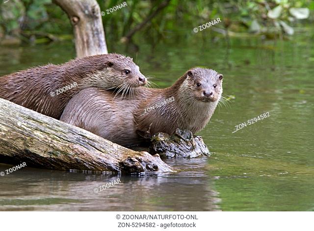 Eurasischer Fischotter / European otter / Lutra lutra