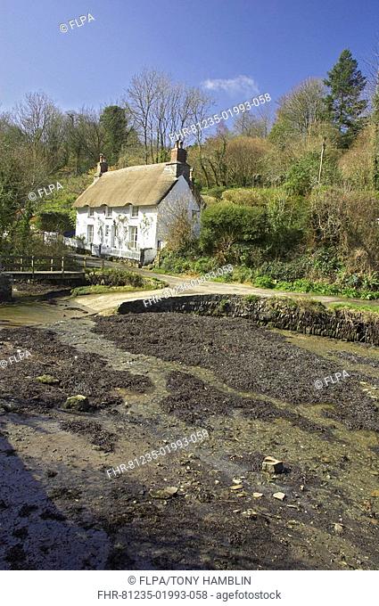 Thatched cottage and ford on tidal river, Gweek Village, Helford River, Cornwall, England, spring