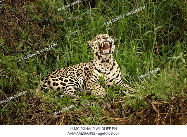 Jaguar, Panthera onca, along the river, Pantanal, Brazil, South America