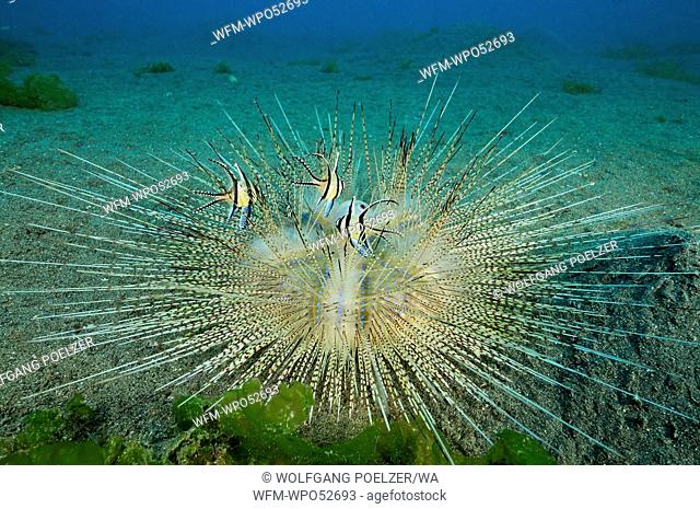 White Long-spined Sea Urchin with Banggai Cardinalfish, Astropyga radiata, Secret Bay, Bali, Indonesia