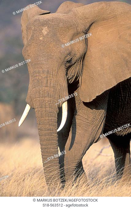 African Elephant (Loxodonta africana). Elefant catch grass with his long nose and cut it with his footnails for eating it