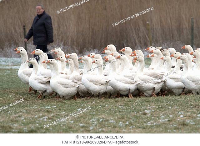 17 December 2018, Mecklenburg-Western Pomerania, Mursewiek: Rügen geese run over the pastures of the poultry farm of breeder Holger Kliewe