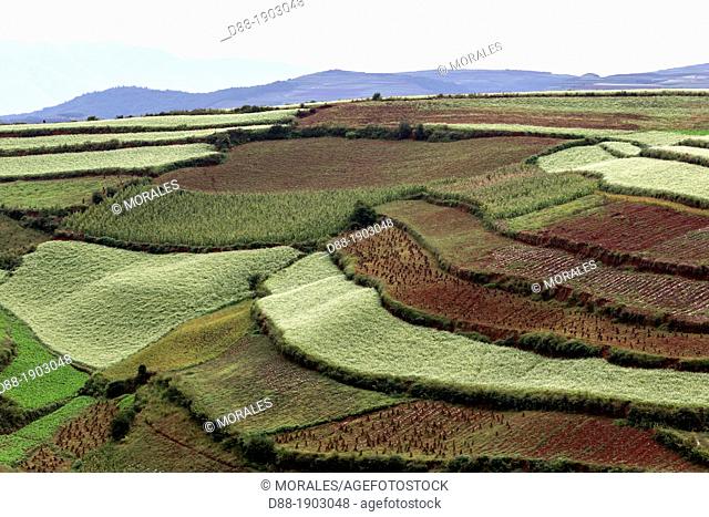 China, Yunnan Province, Kunming Municipality, Dongchuan District, Red lands, Lepuao, terrace cultivation