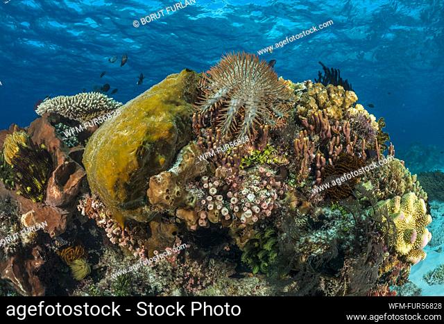 Crown-of-Thorns Starfish, Acanthaster planci, Alor, Indonesia