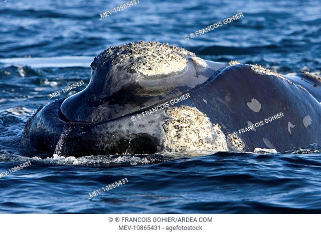 Southern Right whale - the whale is raising the forward part of its head above the surface, close to the boat (Eubalaena australis)