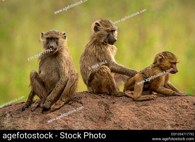 Three olive baboons sit on earth bank