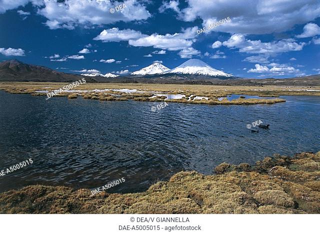 Chile, Norte Grande, Tarapaca, Andes, Lauca National Park, Brackish lake and volcanoes Parinacota and Pomerame in background