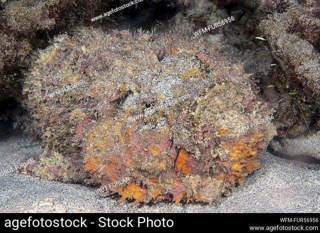 Stonefish, Synanceia verrucosa, Sumbawa, Indonesia