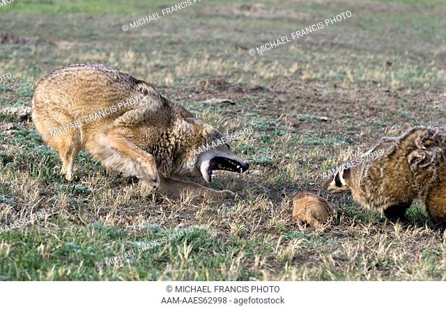 Coyote (Canis latrans), Badger (Taxidea taxus), captive Medora North Dakota