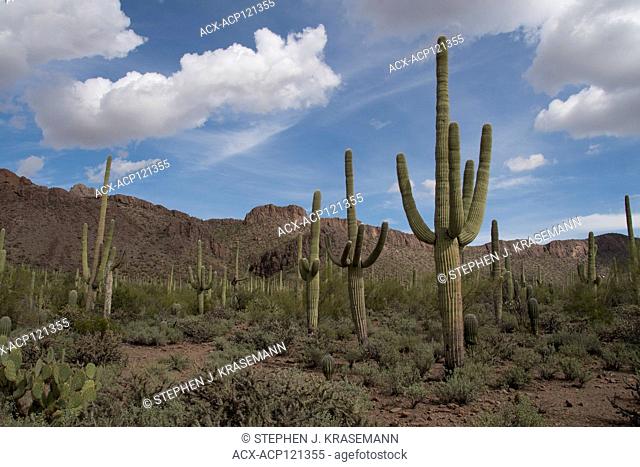 Saguaro Cactus (Carnegiea gigantea) in Sonoran Desert in Saguaro National Park, Tucson, AZ