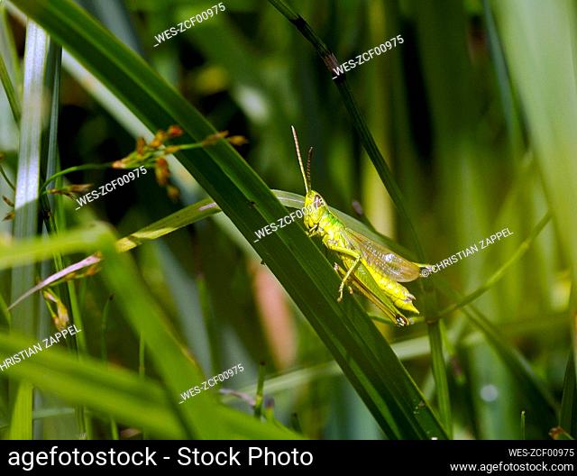 Germany, Close-up of¶ÿmeadow grasshopper¶ÿ(Ancistrocerus parietum) perching on blade of grass