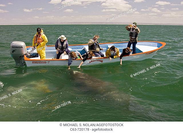 Whalewatchers with a California Gray Whale (Eschrichtius robustus) mother and calf in San Ignacio Lagoon on the Pacific side of the Baja Peninsula