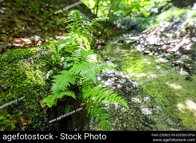 PRODUCTION - 01 August 2023, North Rhine-Westphalia, Königswinter: Fern growing on a fallen and mossy tree by a small watercourse in the Siebengebirge
